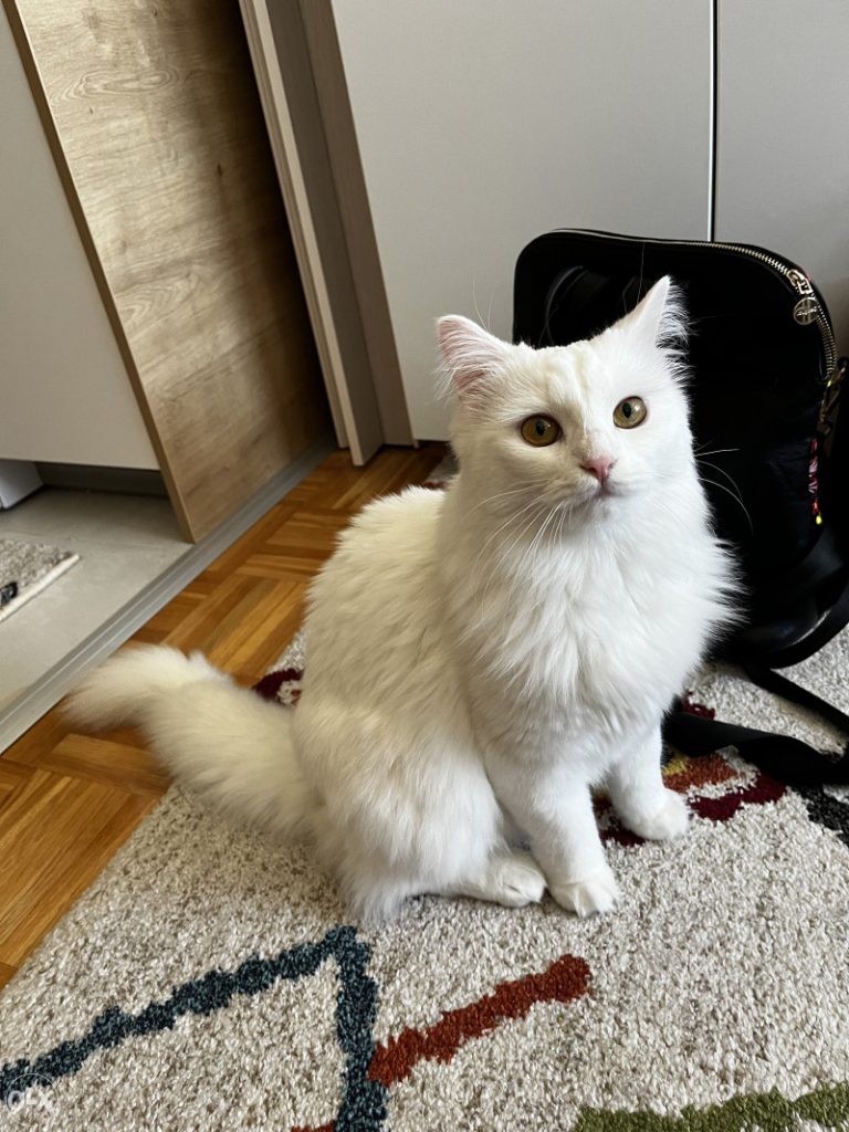 Saznajte sve o Turskoj angori – karakter, ponašanje, njega, zdravlje i zanimljivosti o elegantnoj, dugodlakoj i inteligentnoj mački.
